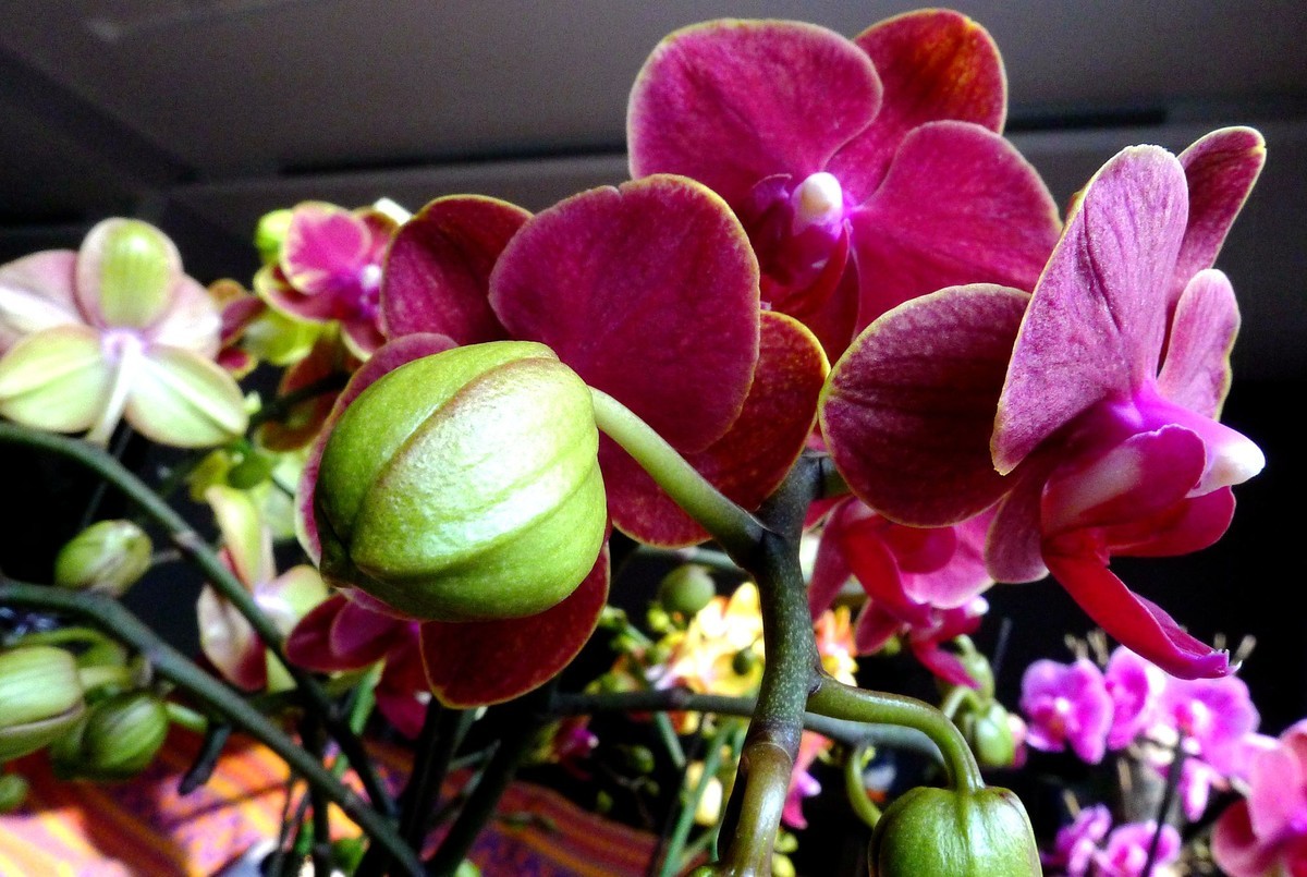 今日拍鲜花拜早年