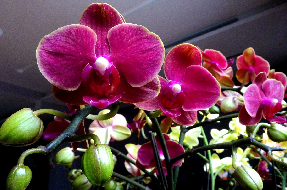 今日拍鲜花拜早年