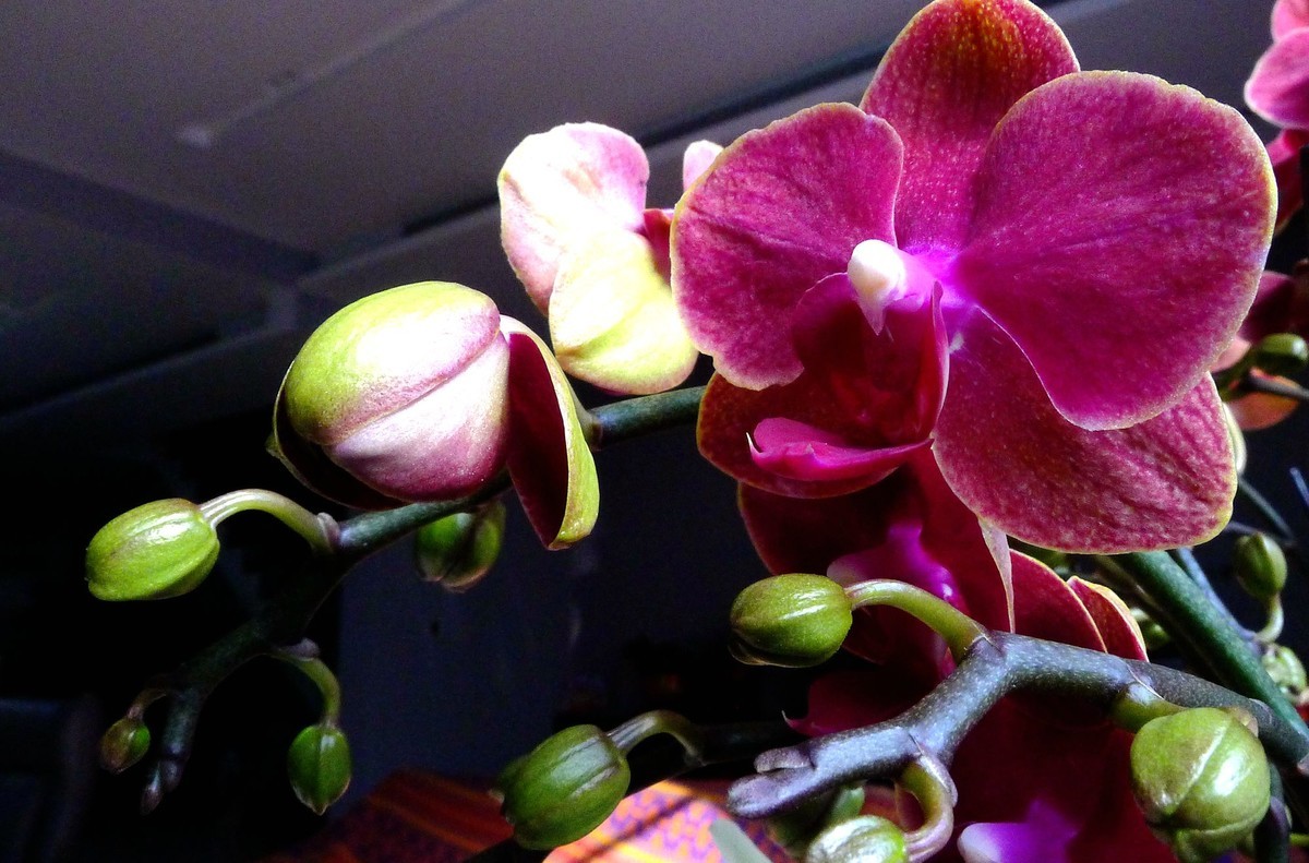 今日拍鲜花拜早年