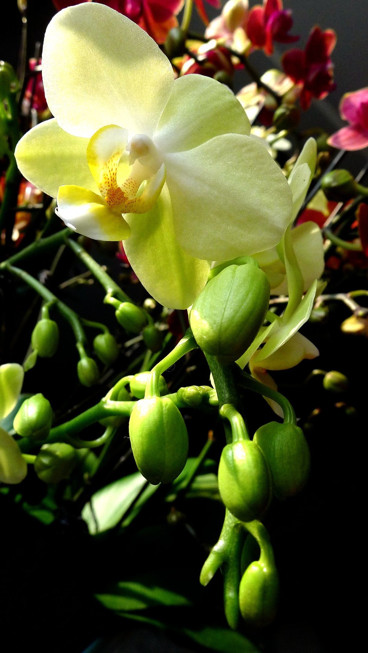 今日拍鲜花拜早年