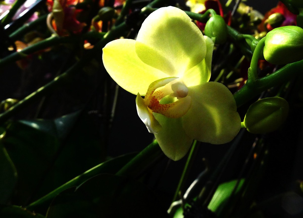 今日拍鲜花拜早年