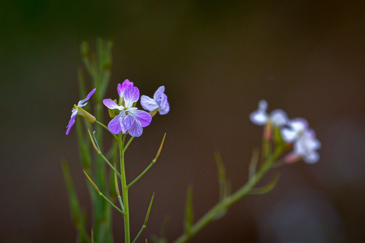 另几张发在这里，上边的鸟儿帖子中加不进照片，怎么回事呢？