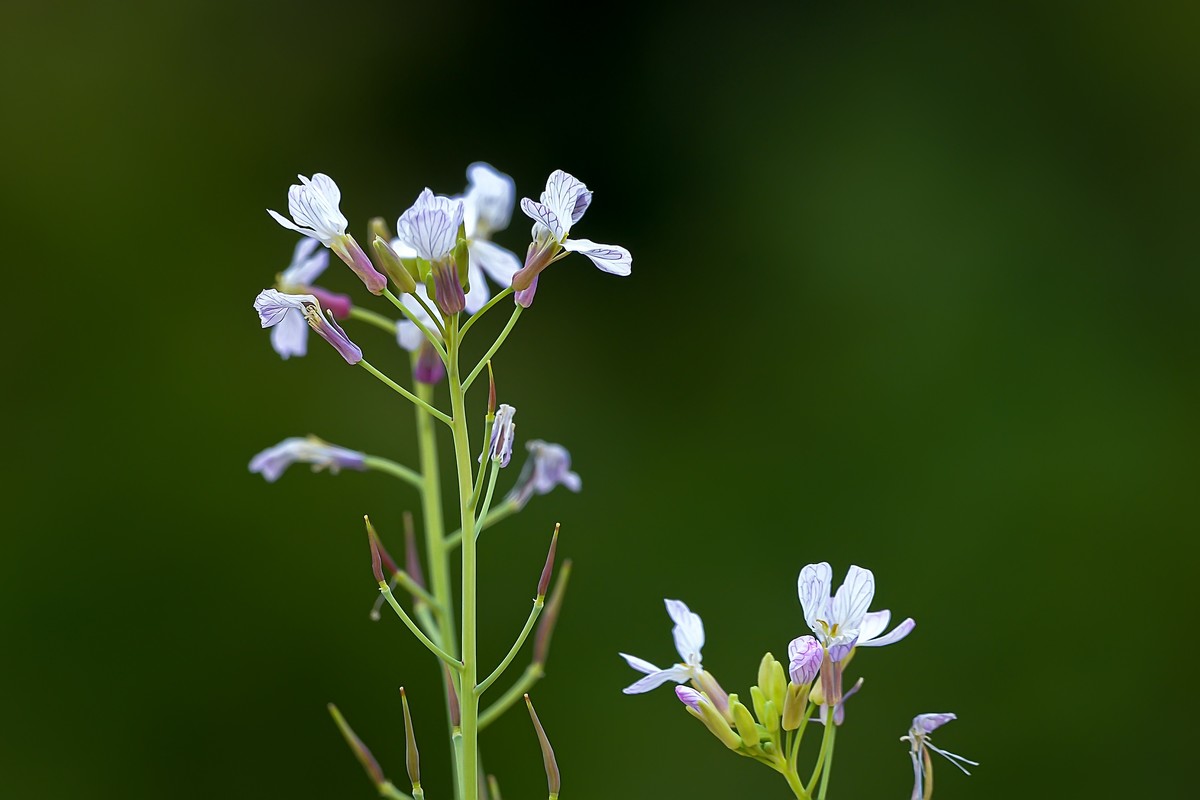 另几张发在这里，上边的鸟儿帖子中加不进照片，怎么回事呢？