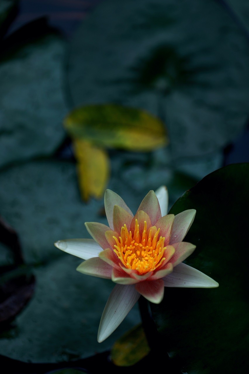 最近的一些随拍