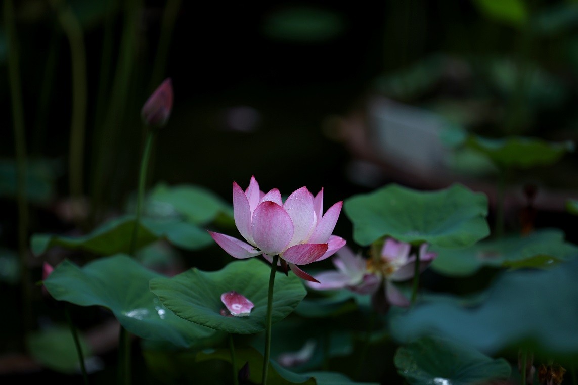 最近的一些随拍