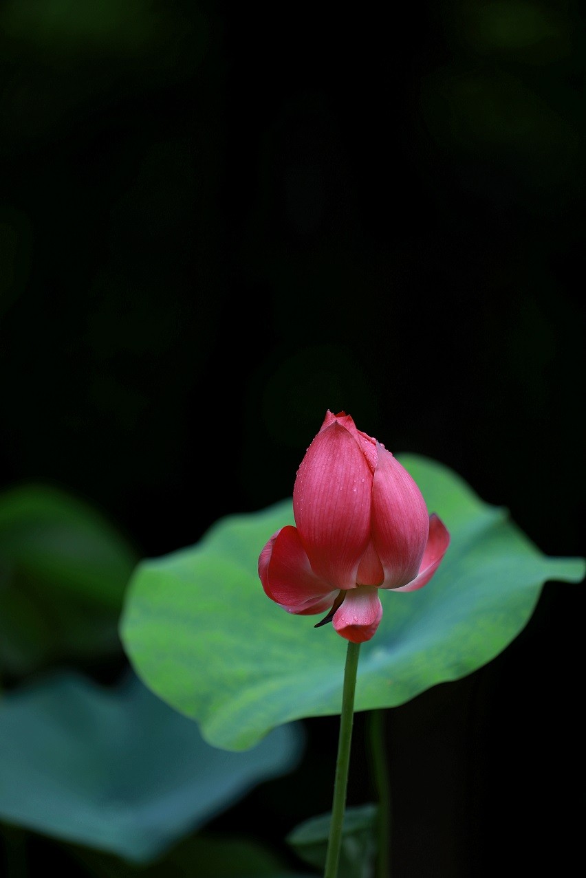 最近的一些随拍
