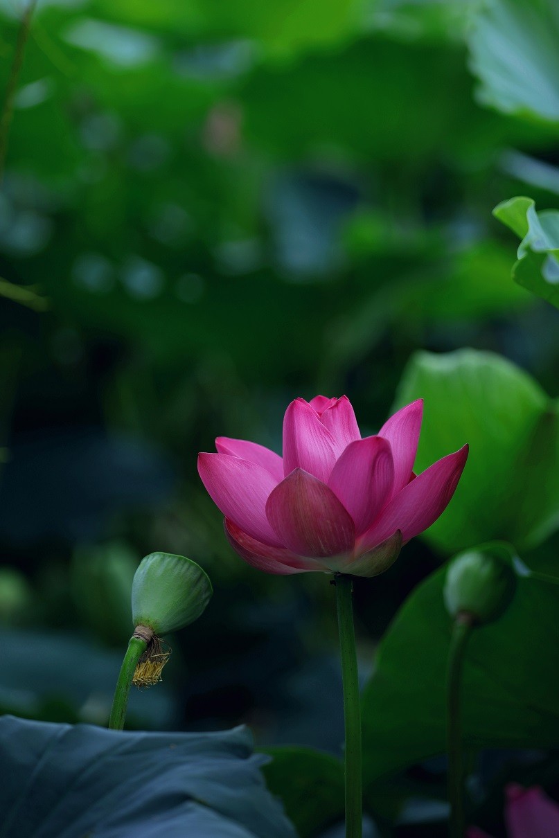 最近的一些随拍