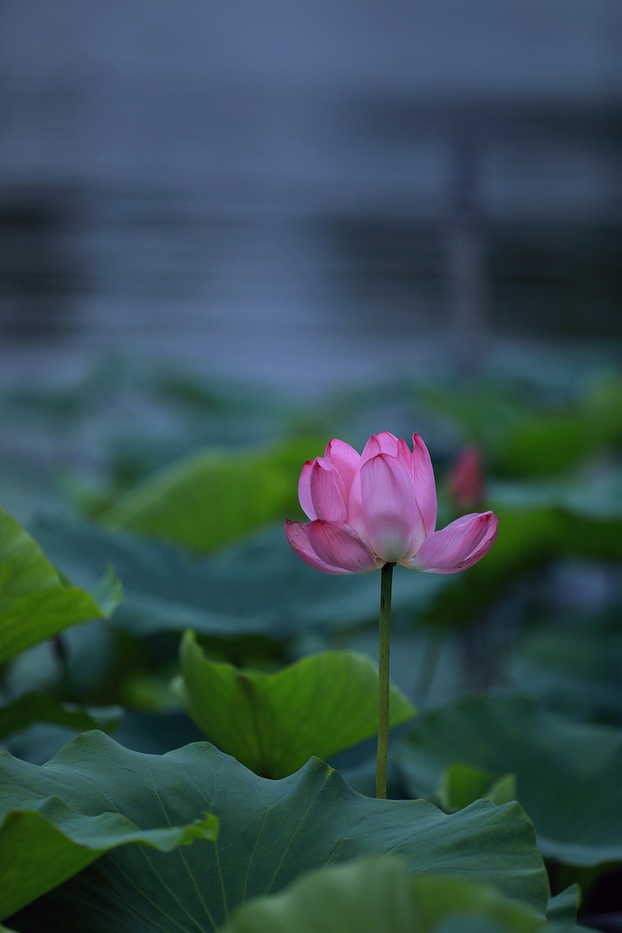 最近的一些随拍