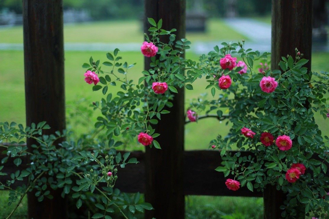 最近的一些随拍
