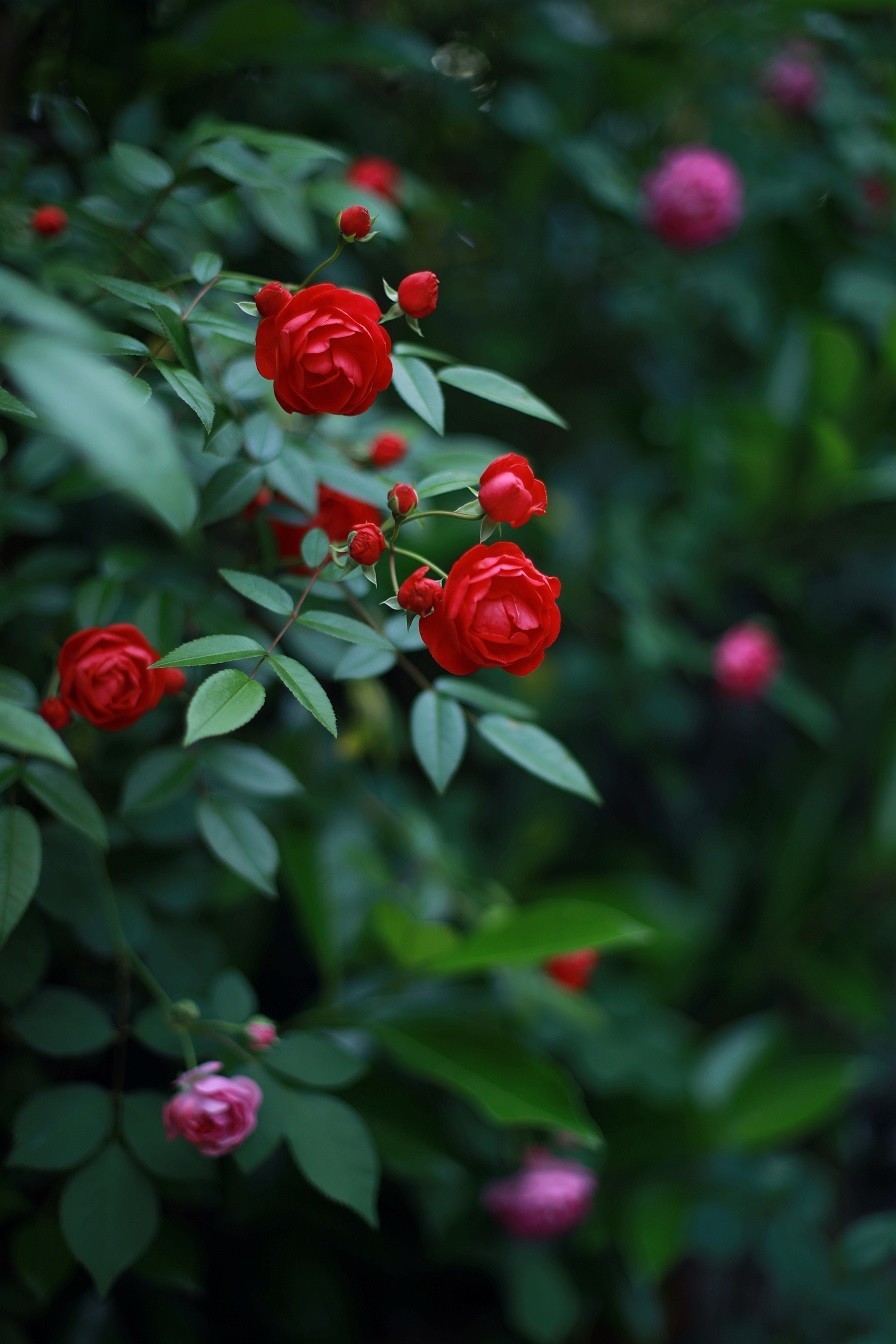 最近的一些随拍