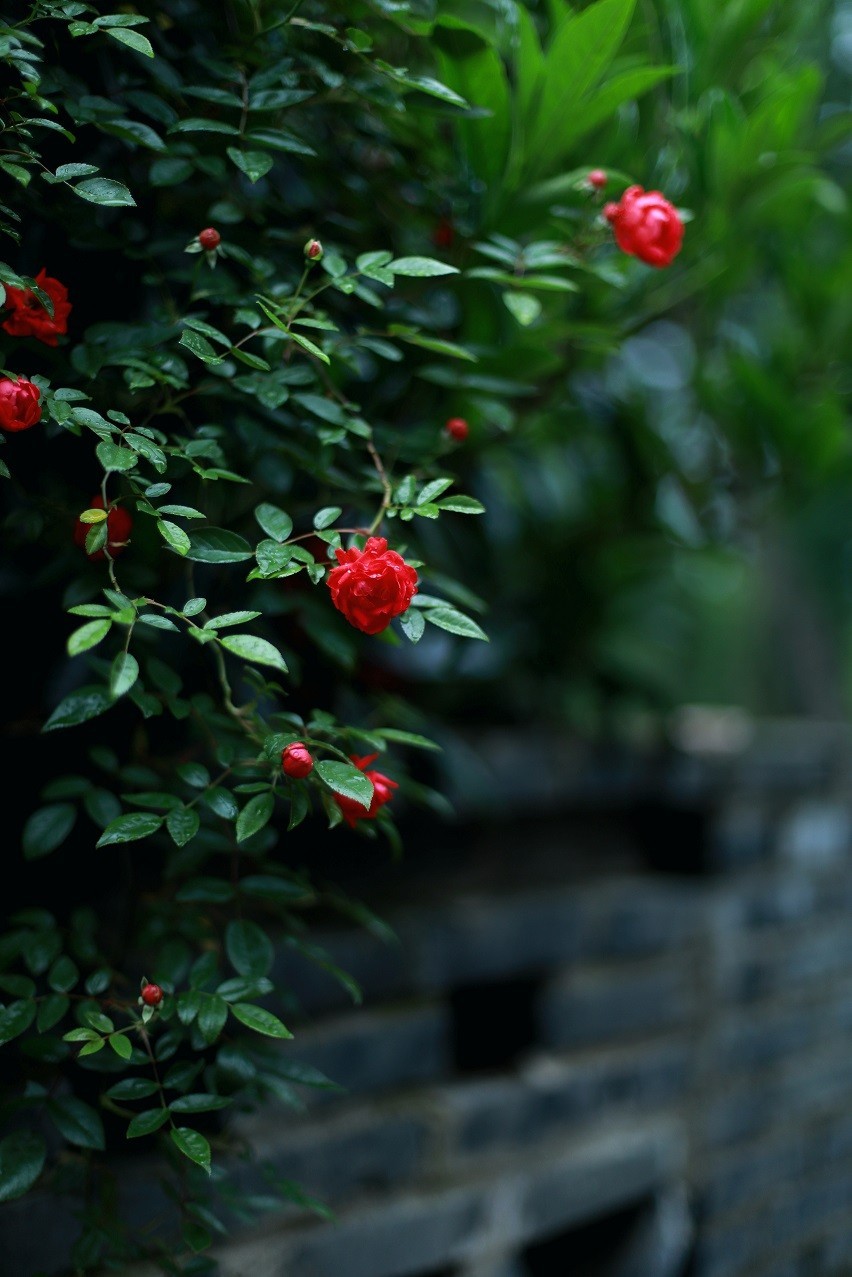 最近的一些随拍