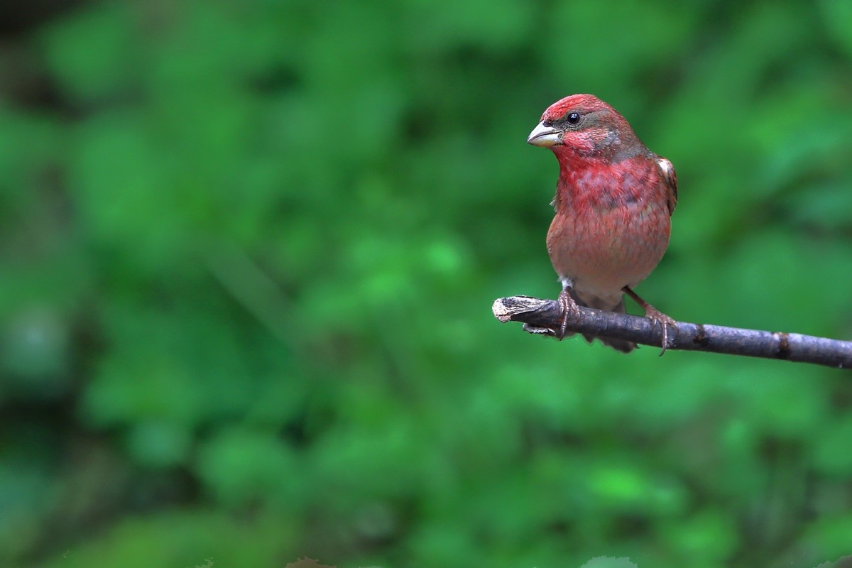 祝愿亲们早日摆脱“羊”的魔咒，兔年健健康康，快快乐乐！