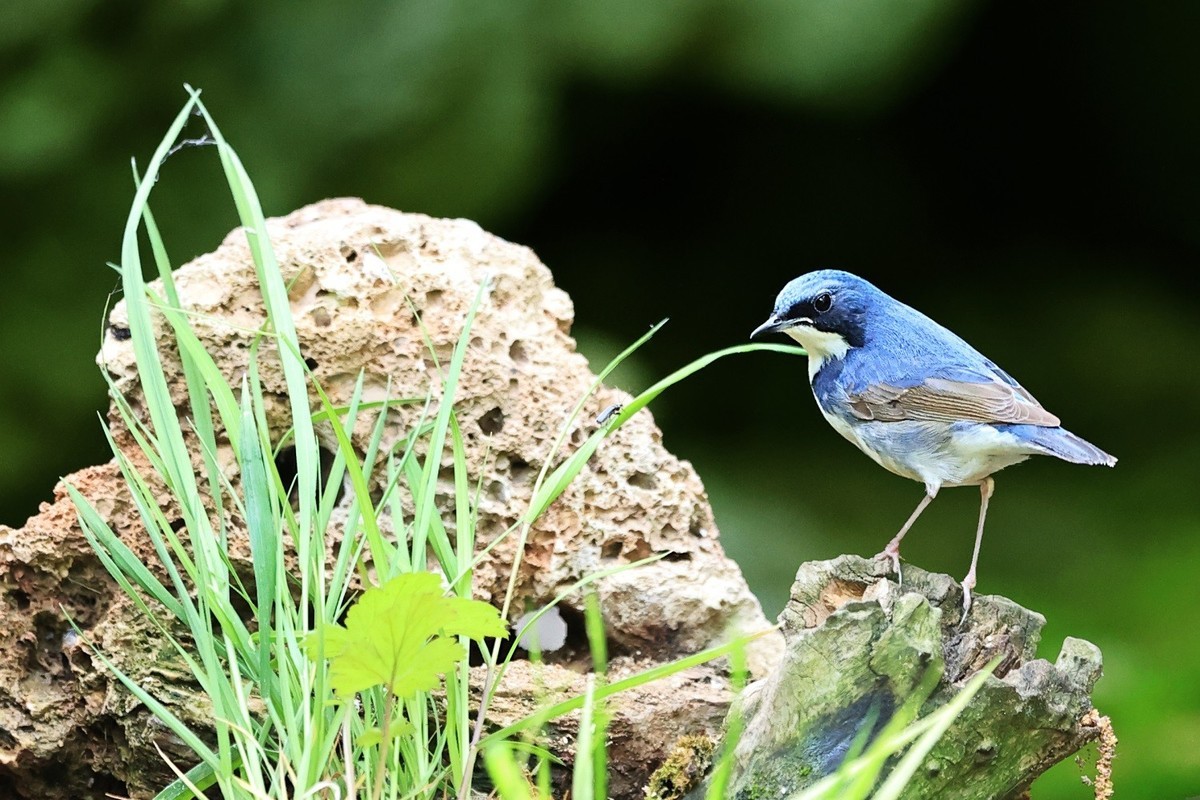 祝愿亲们早日摆脱“羊”的魔咒，兔年健健康康，快快乐乐！