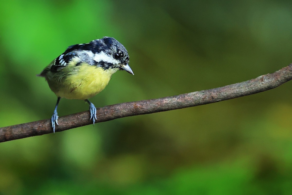 祝愿亲们早日摆脱“羊”的魔咒，兔年健健康康，快快乐乐！