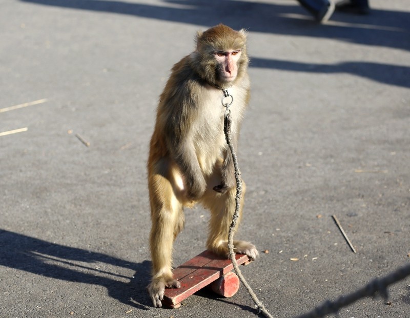 《不老松：纪实摄影》在春节庙会上：耍猴（5）这可是逼得我不得不反！
