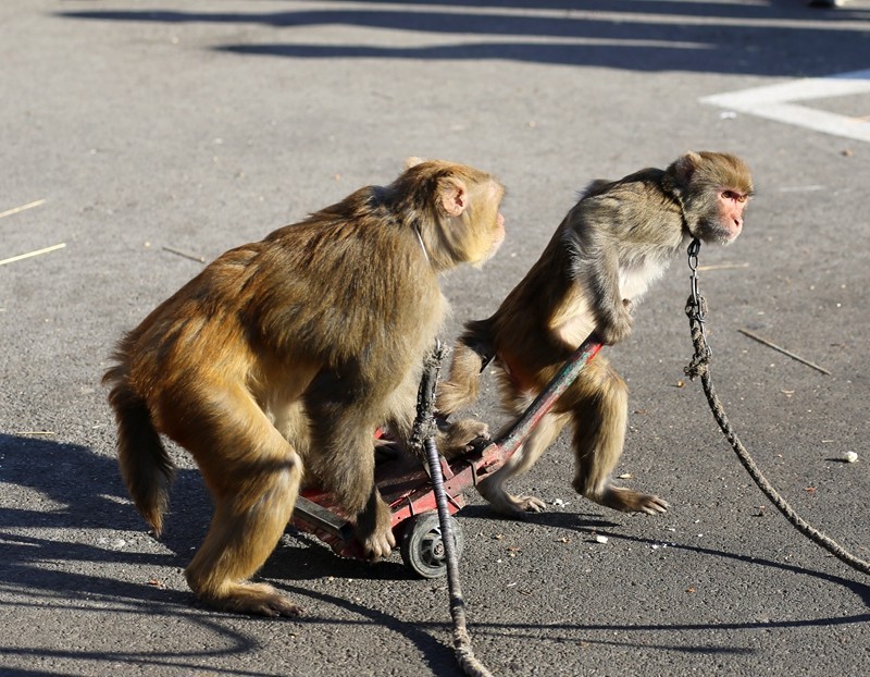 《不老松：纪实摄影》在春节庙会上：耍猴（5）这可是逼得我不得不反！
