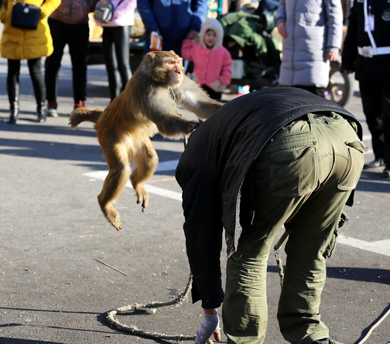 《不老松：纪实摄影》在春节庙会上：耍猴（5）这可是逼得我不得不反！
