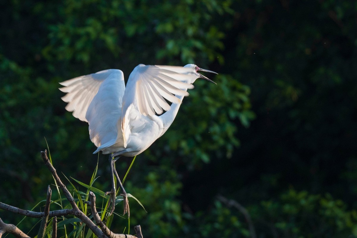 公园拍鹭（23-9）