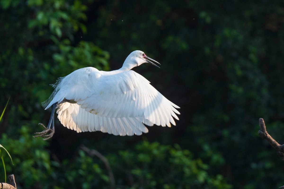 公园拍鹭（23-9）