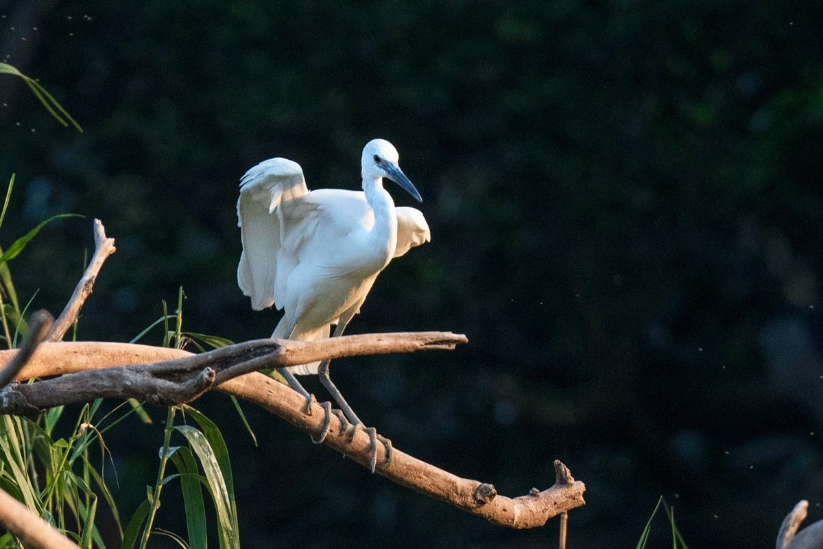 公园拍鹭（23-9）