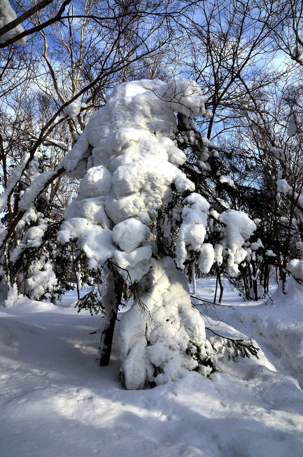 亚布力——二浪河子雪乡游拍（5）