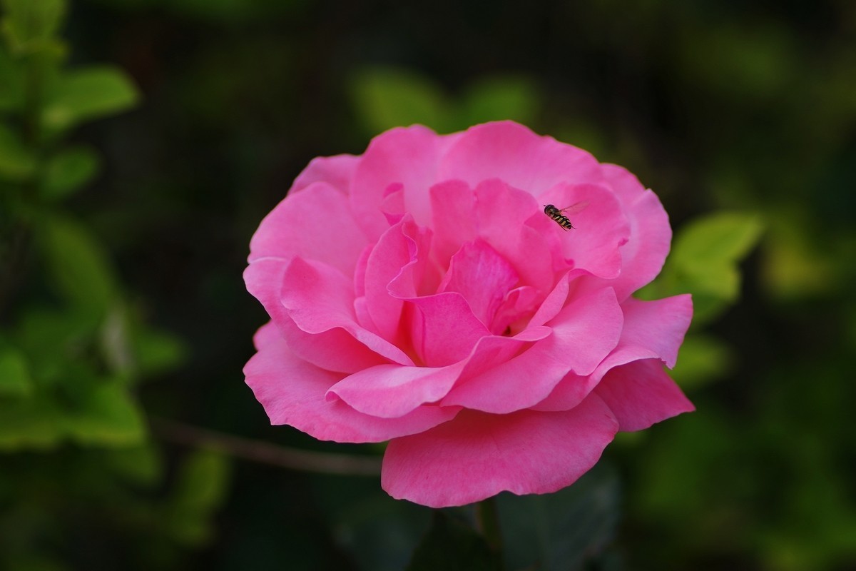 天士力厂区内盛开的鲜花