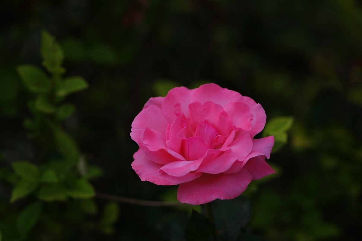 天士力厂区内盛开的鲜花
