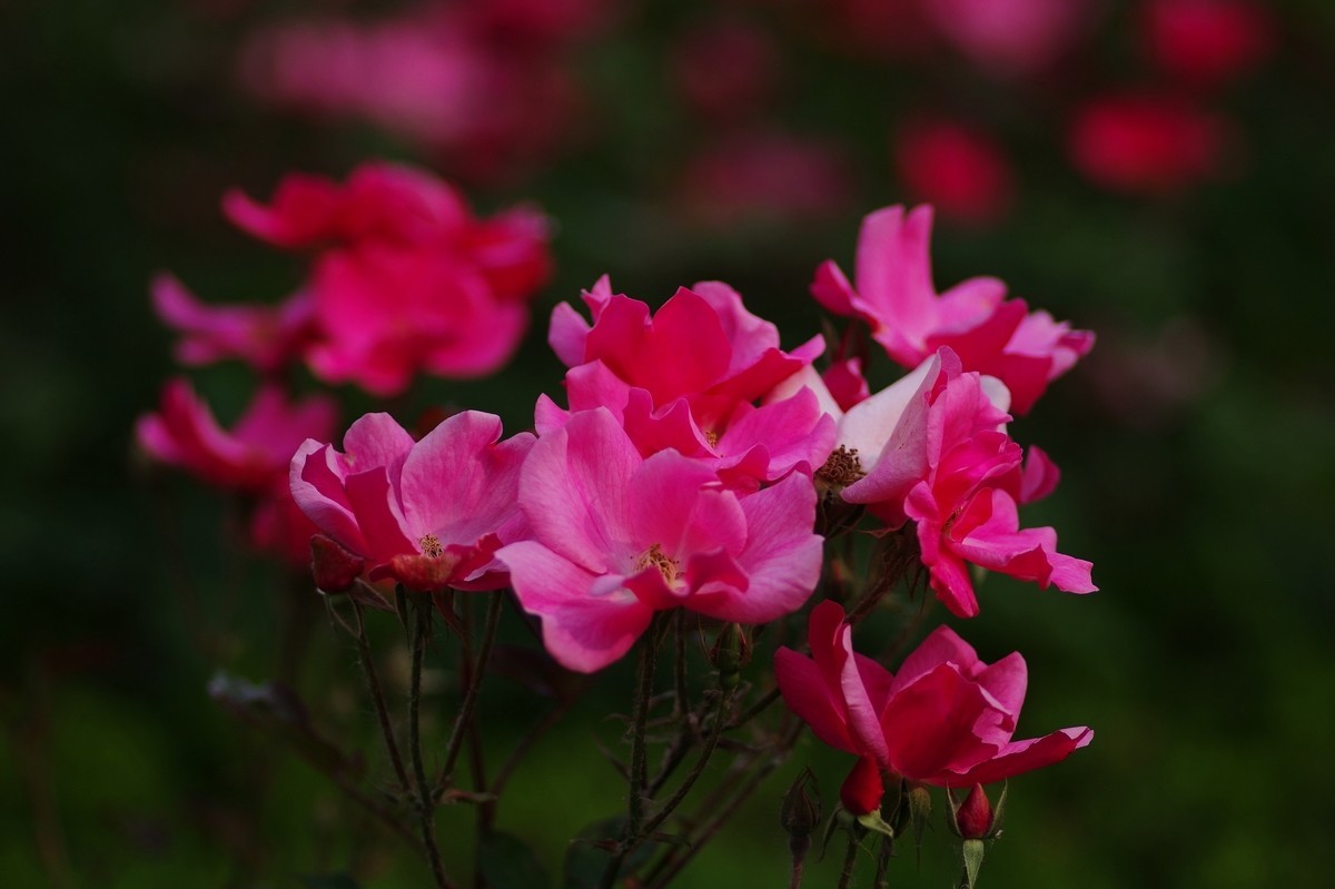 天士力厂区内盛开的鲜花