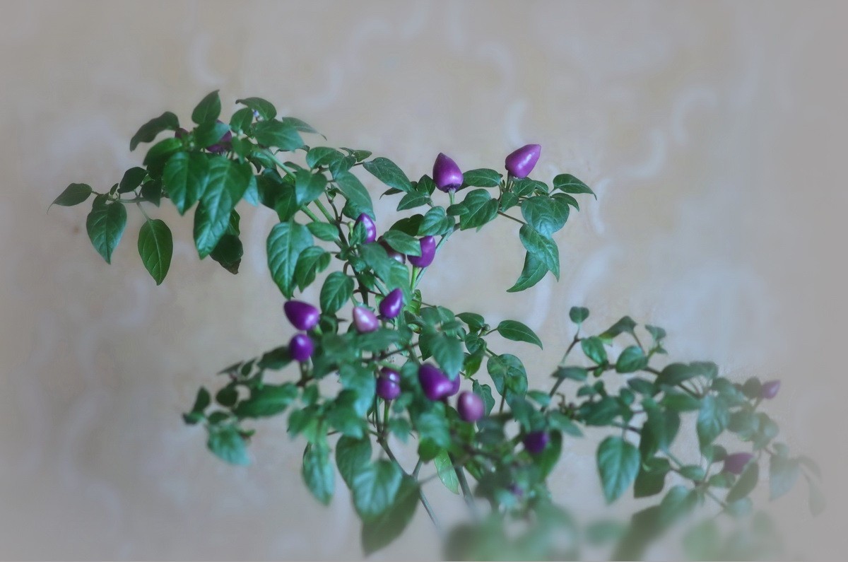 盆栽紫色小辣椒