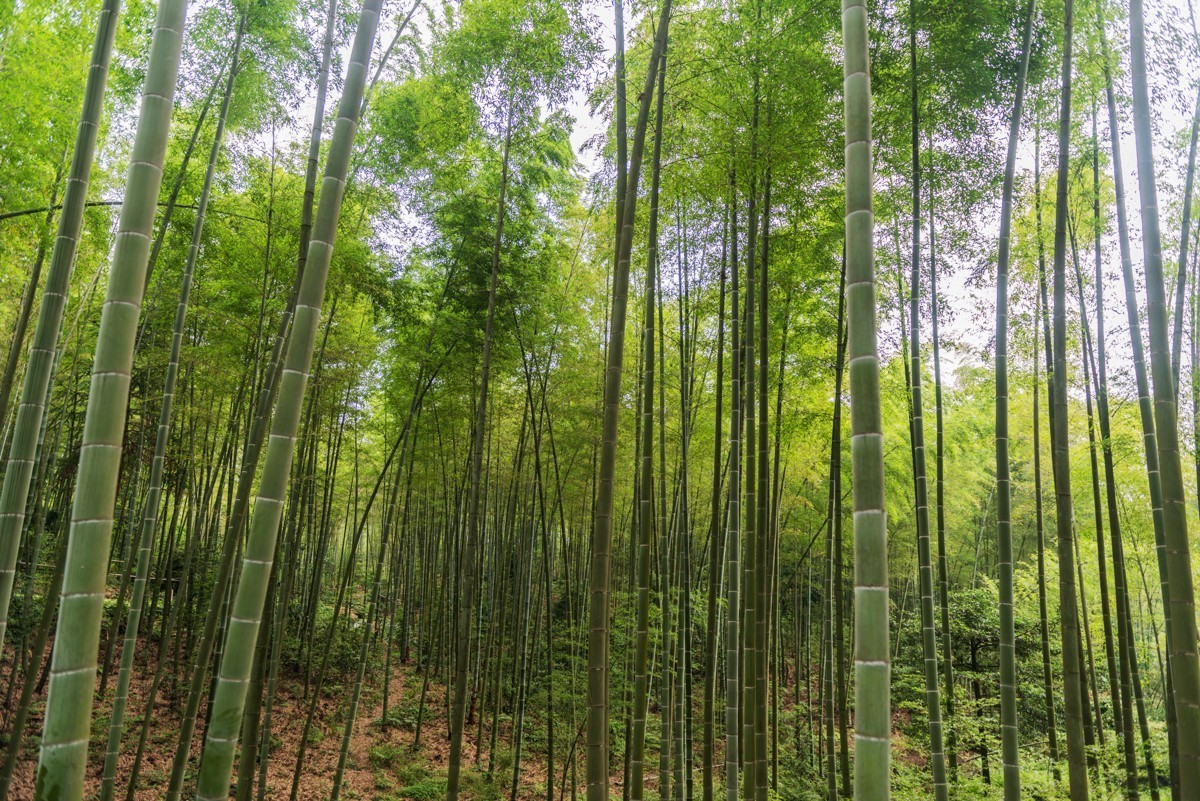 自驾游20230529蜀南竹海