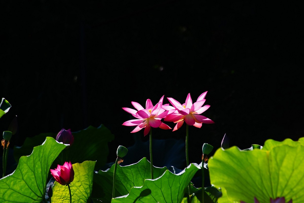 中山公园的荷花