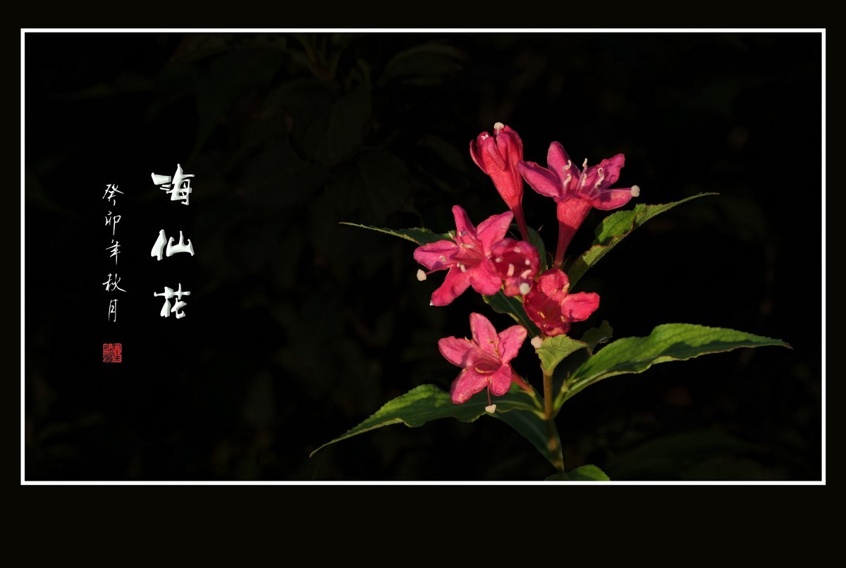 红彤彤的海仙花