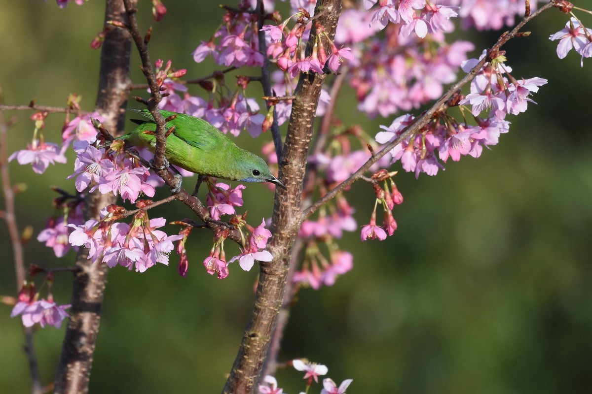 樱花树上的小鸟
