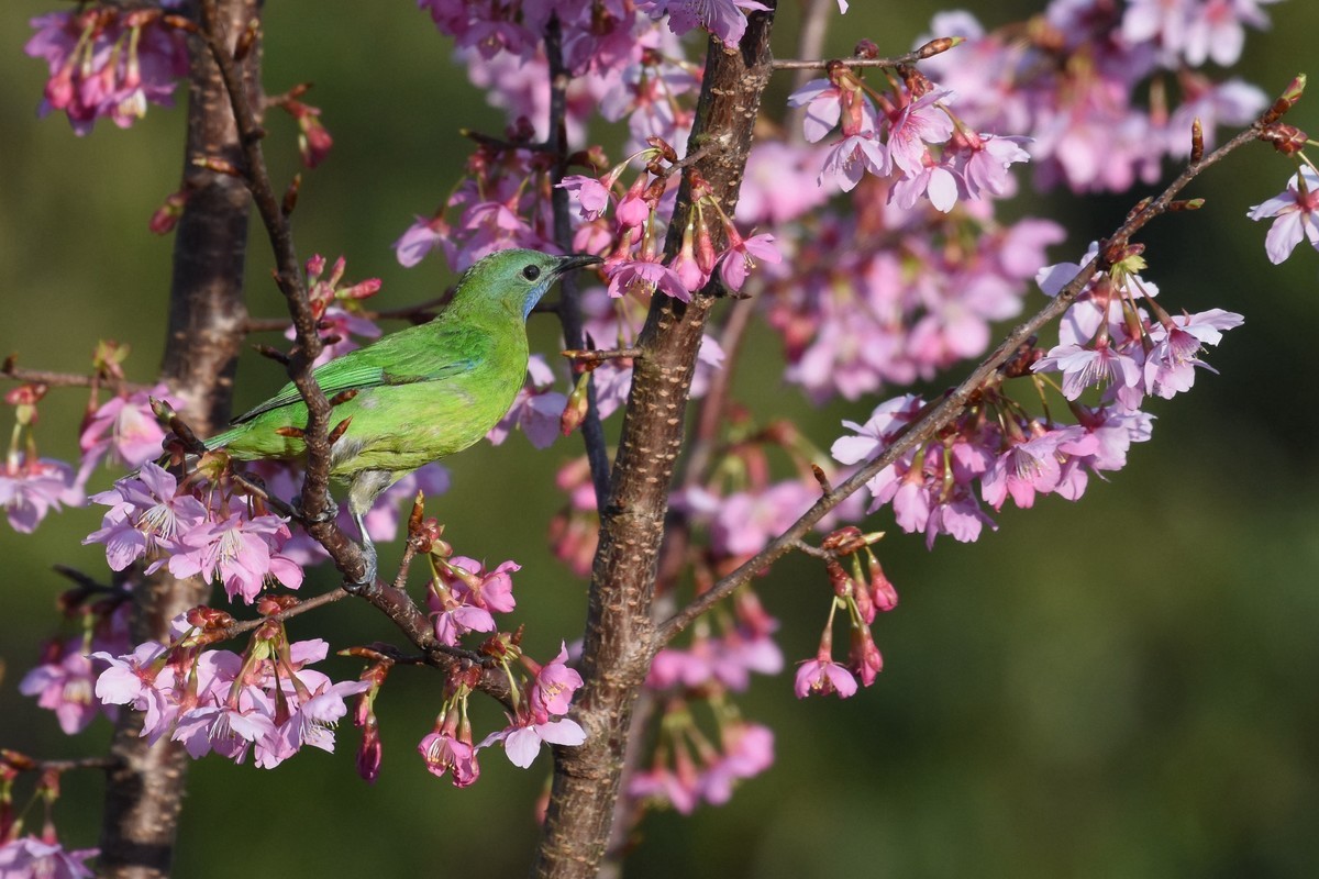 樱花树上的小鸟