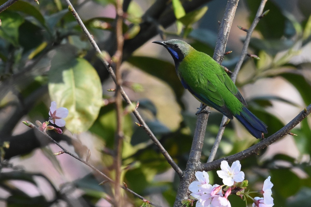 樱花树上的小鸟