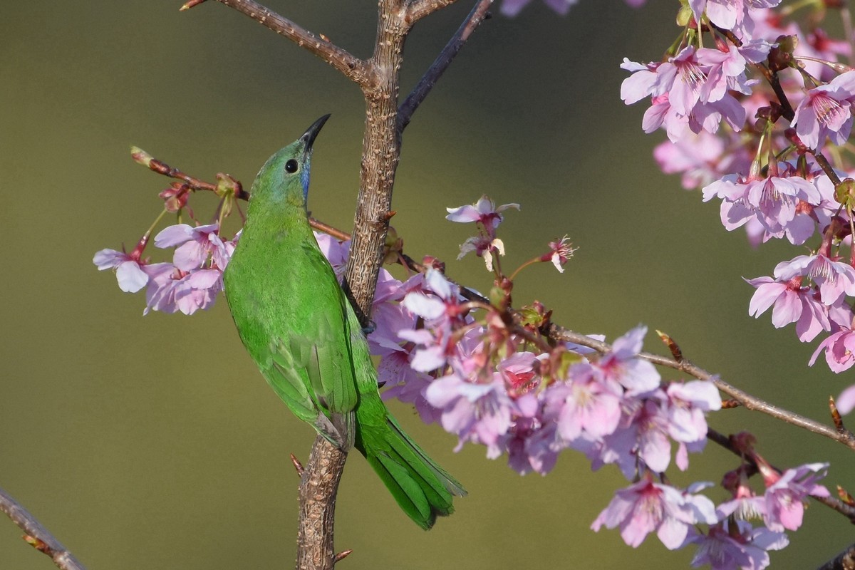 樱花树上的小鸟
