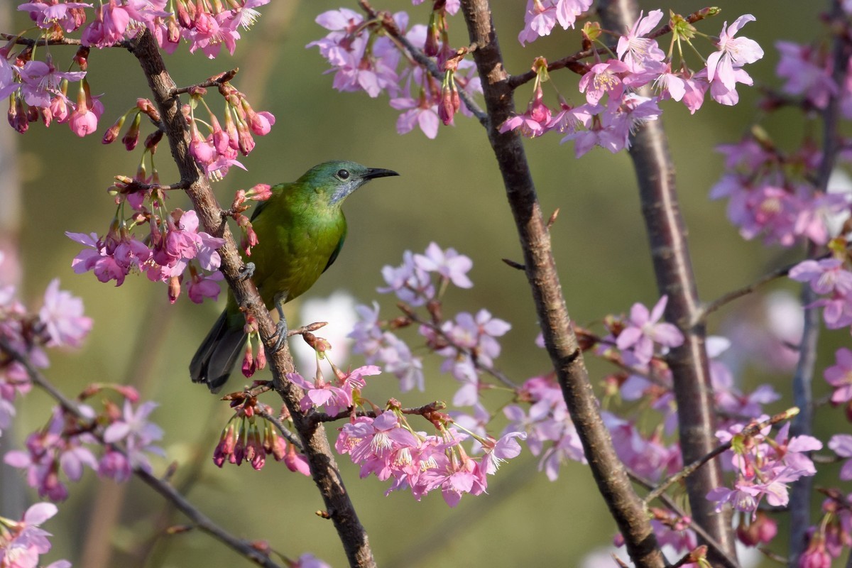 樱花树上的小鸟