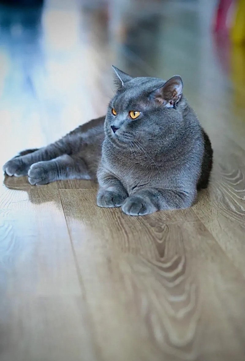 卡尓特猫