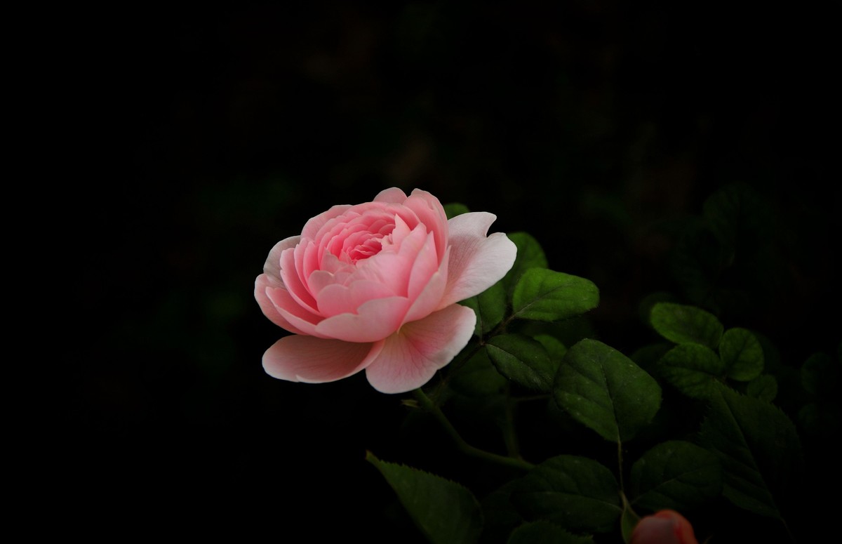 月季花开（续）