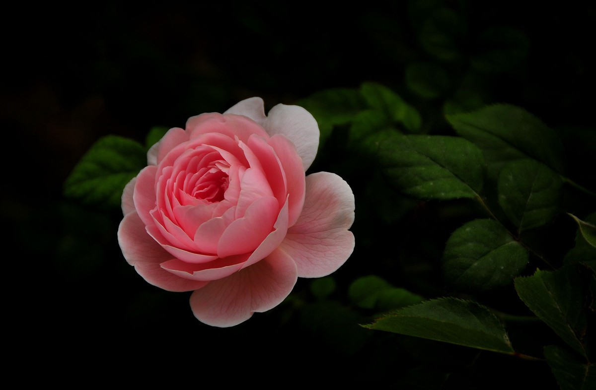 月季花开（续）