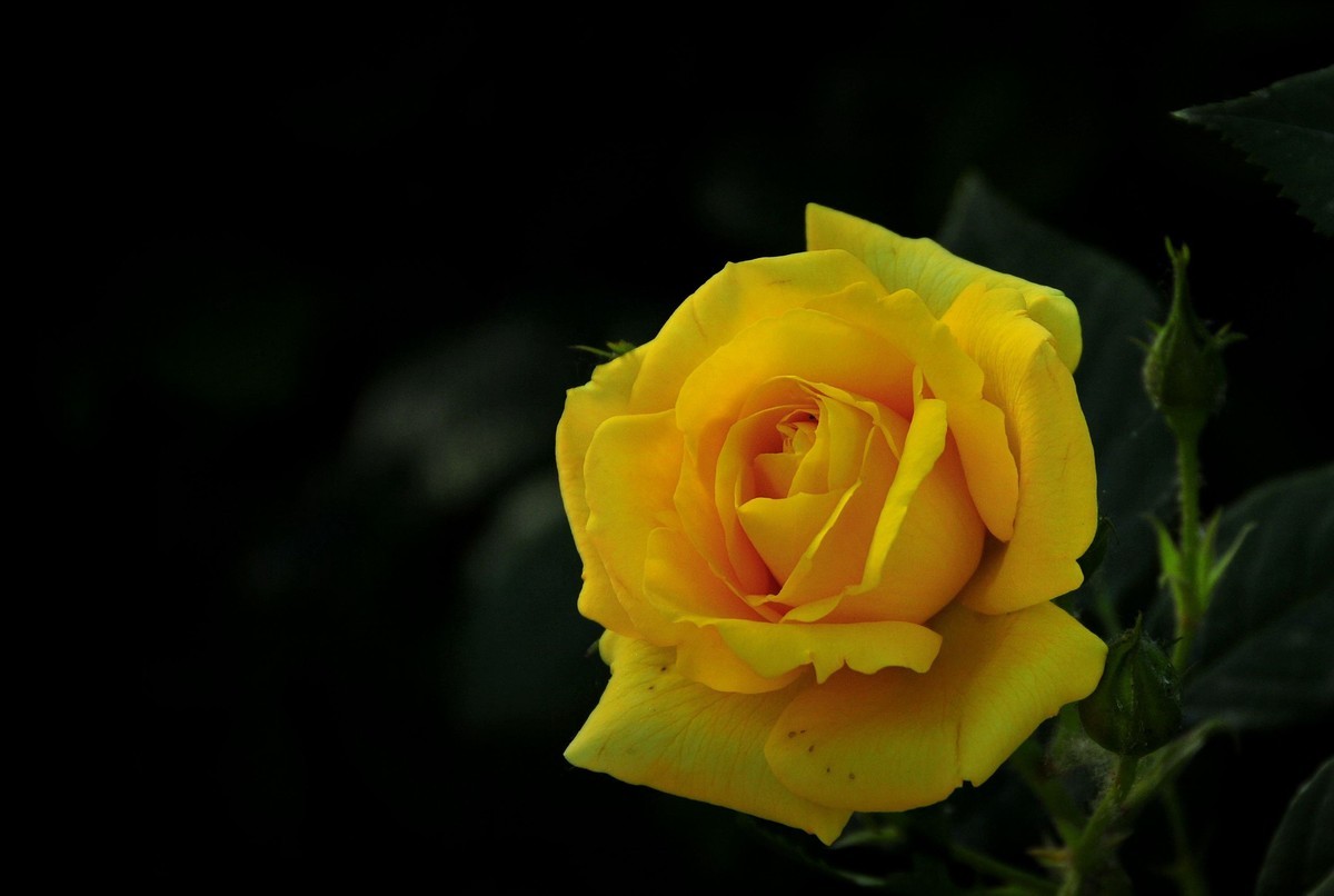 月季花开（续）