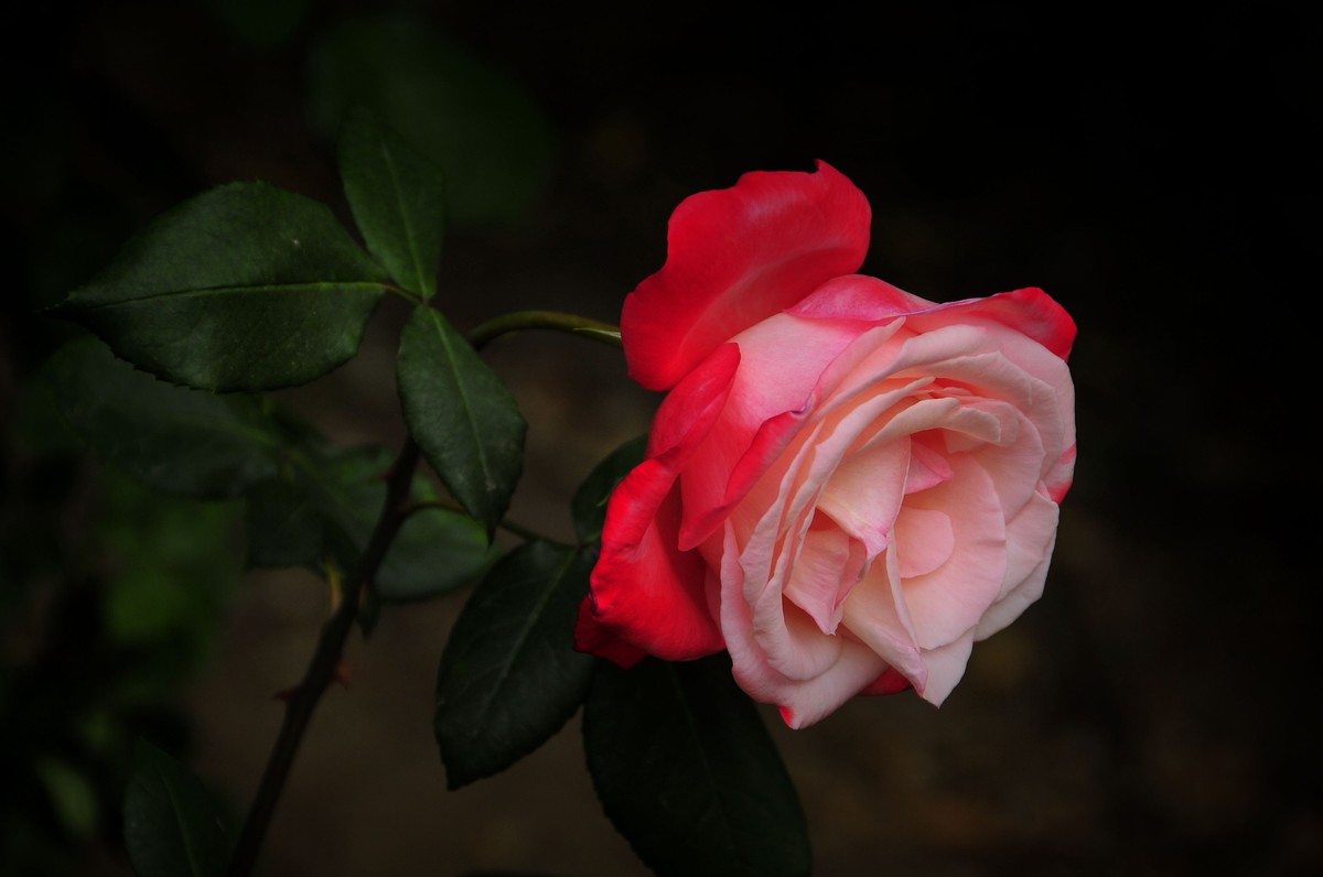 月季花开（续）