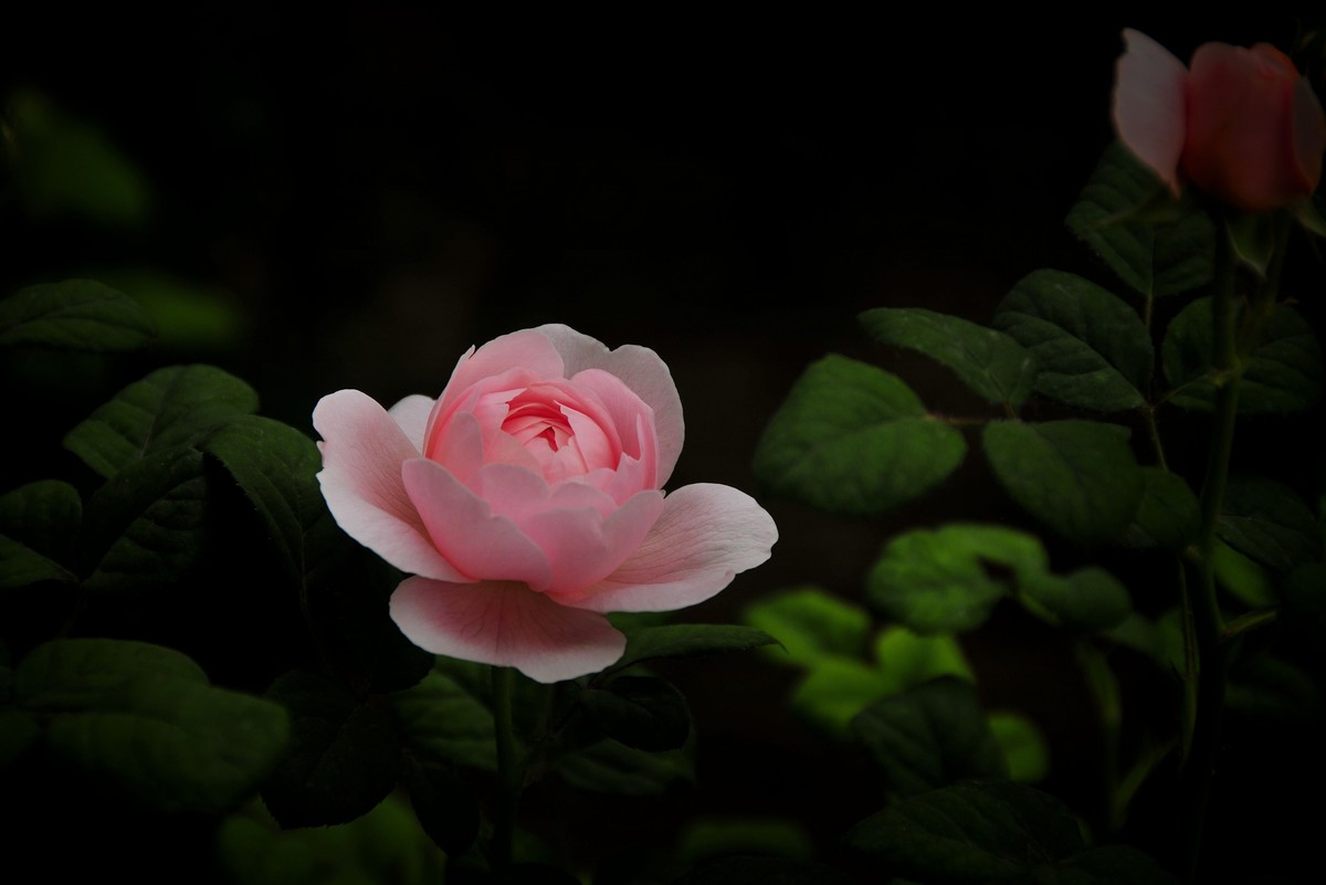 月季花开（续）