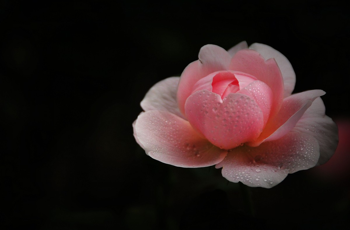 月季花开（续）