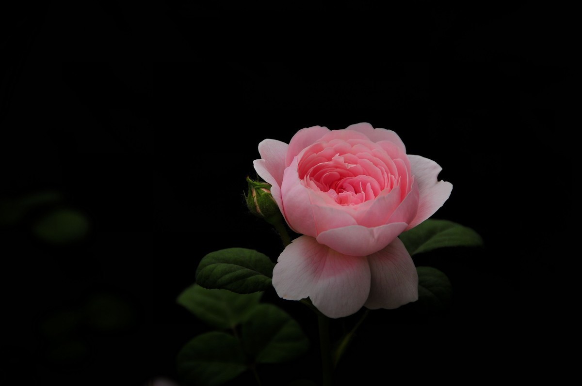 月季花开（续）