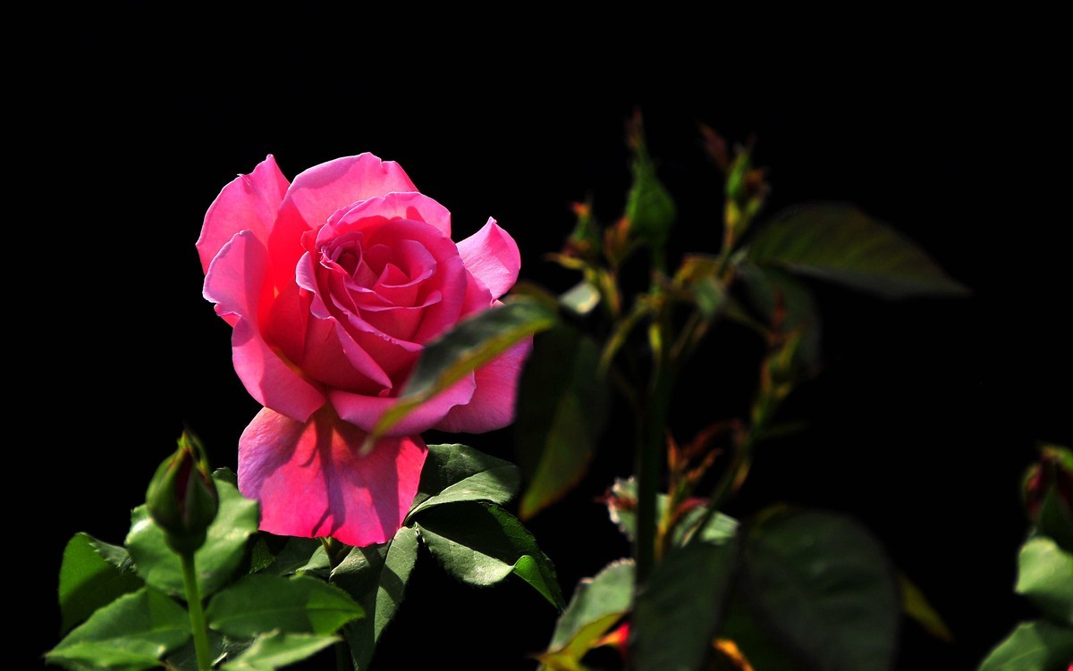 月季花开（续）