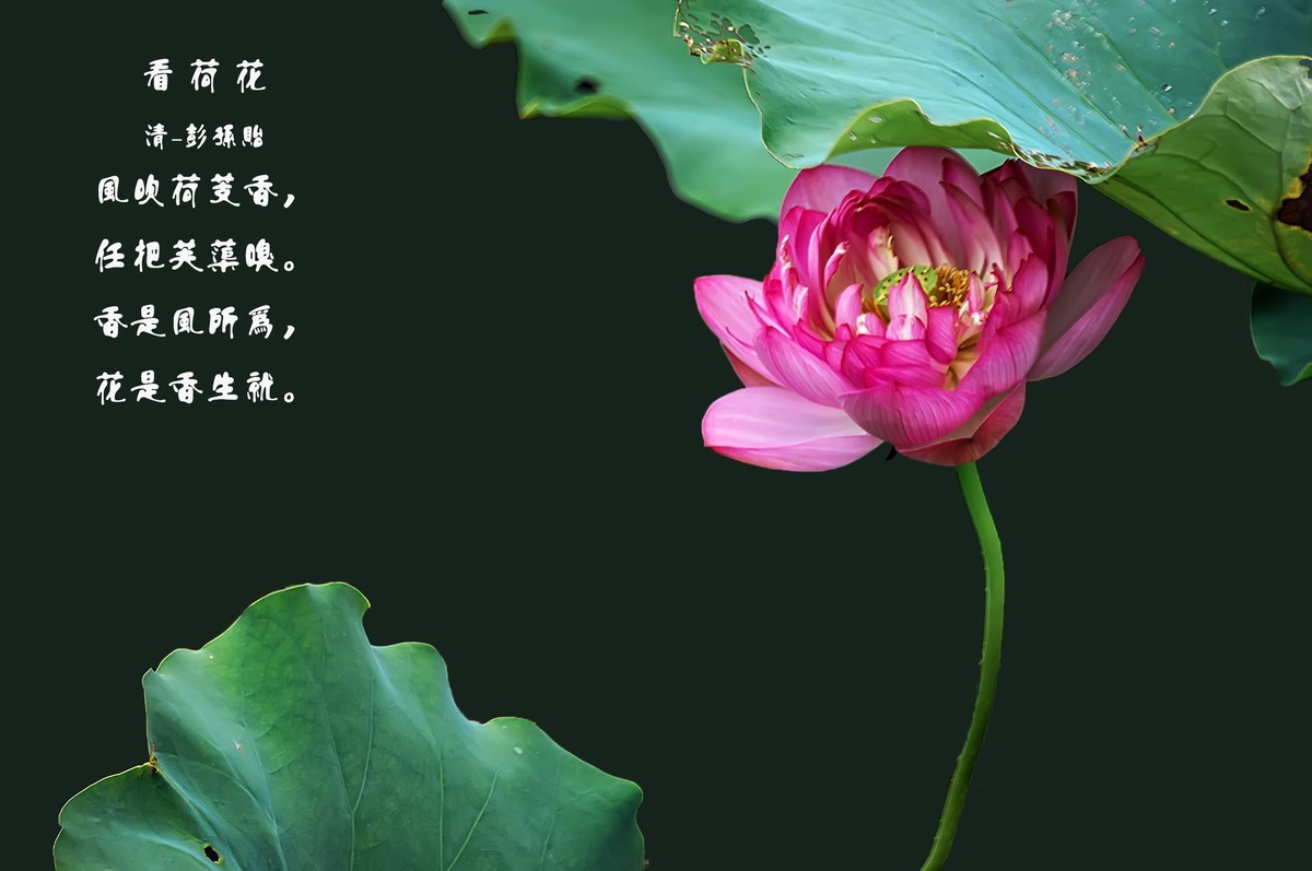 又是一年荷花开  《看荷花》  （清-彭孙贻）