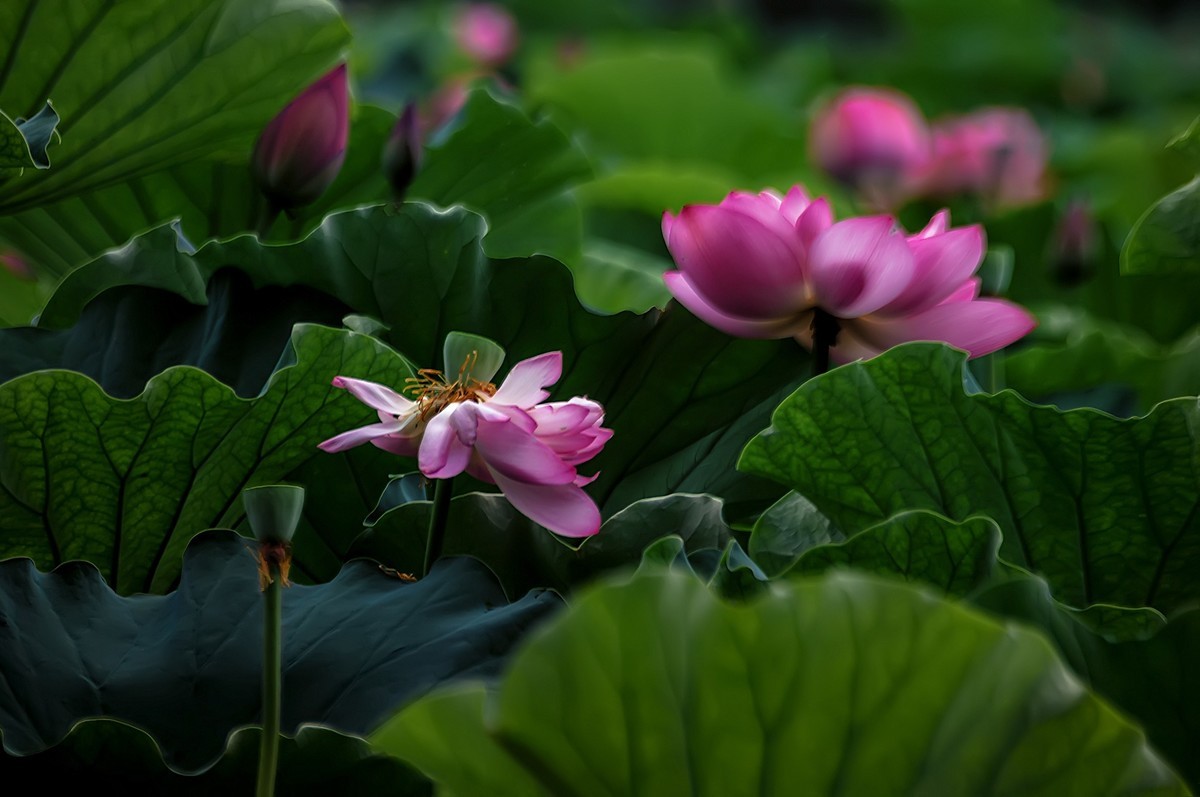 又是一年荷花开  《看荷花》  （清-彭孙贻）