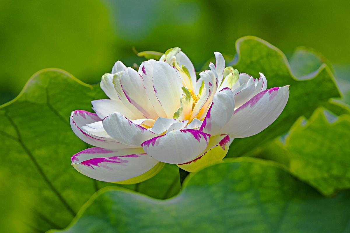 接天连雨无穷尽，闪拍荷花亦欢颜