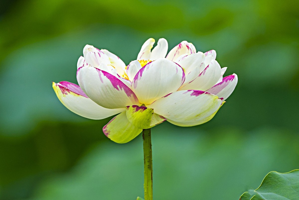 接天连雨无穷尽，闪拍荷花亦欢颜